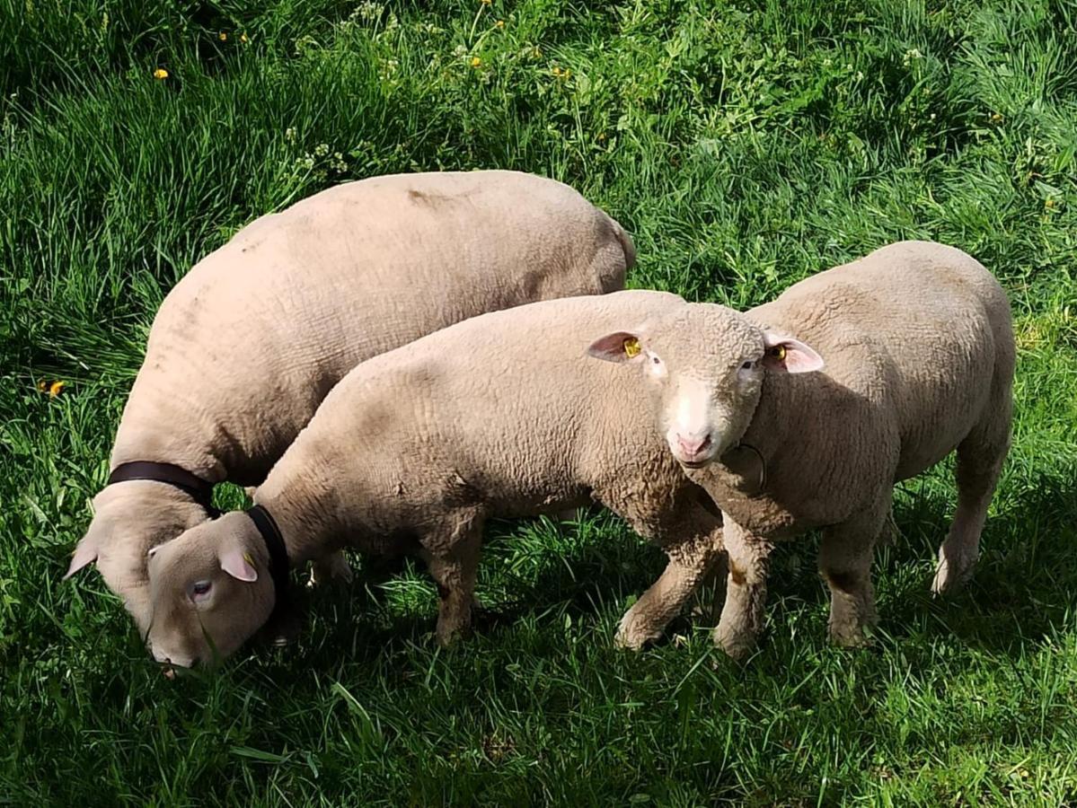 Pensjonat Cash Cow Unterbäch Zewnętrze zdjęcie