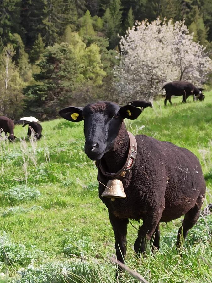 Pensjonat Cash Cow Unterbäch Zewnętrze zdjęcie